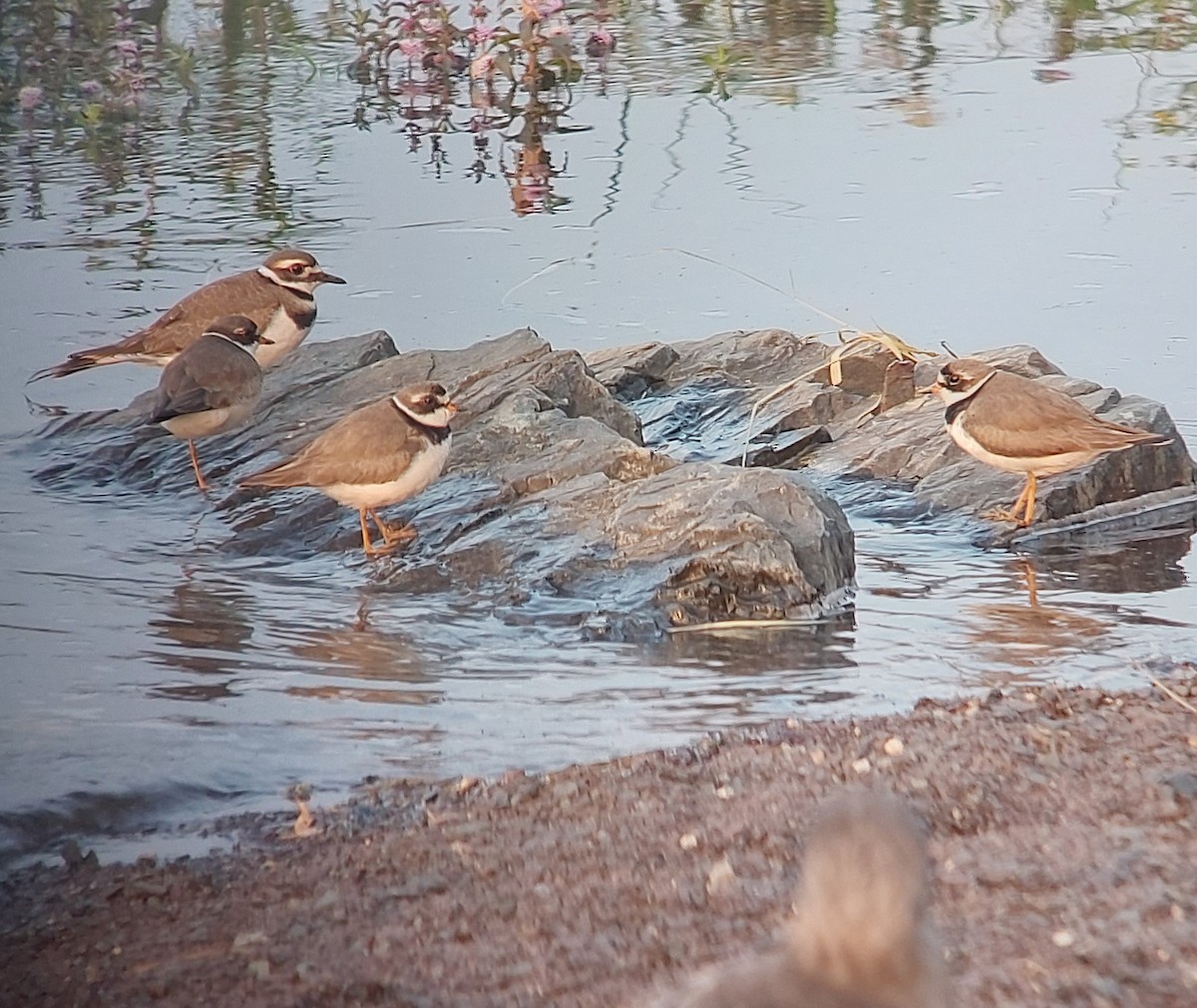 Semipalmated Plover - ML640031376