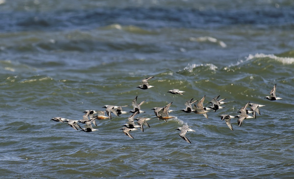 Black-bellied Plover - ML640031389