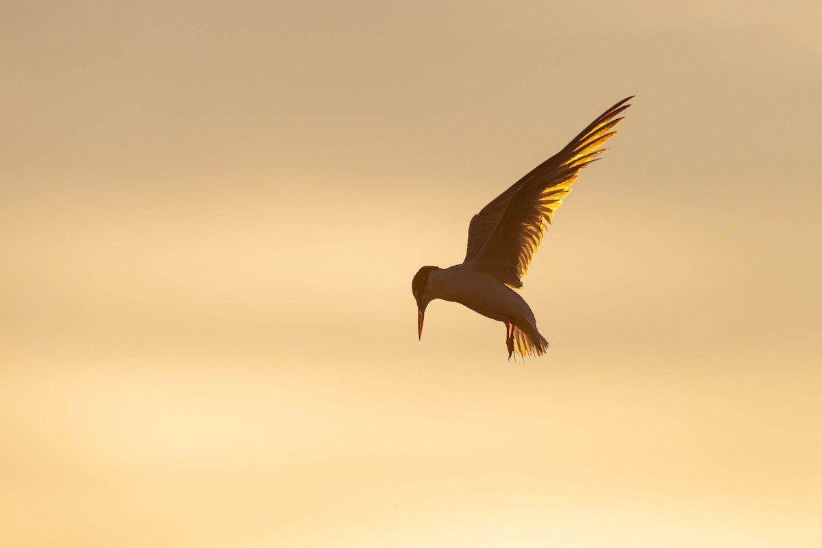 Little Tern - ML640031399