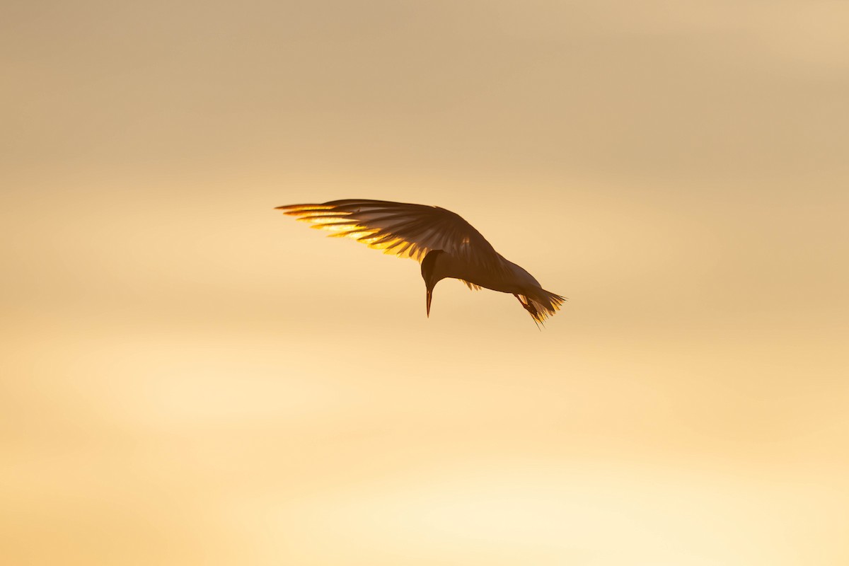 Little Tern - ML640031400