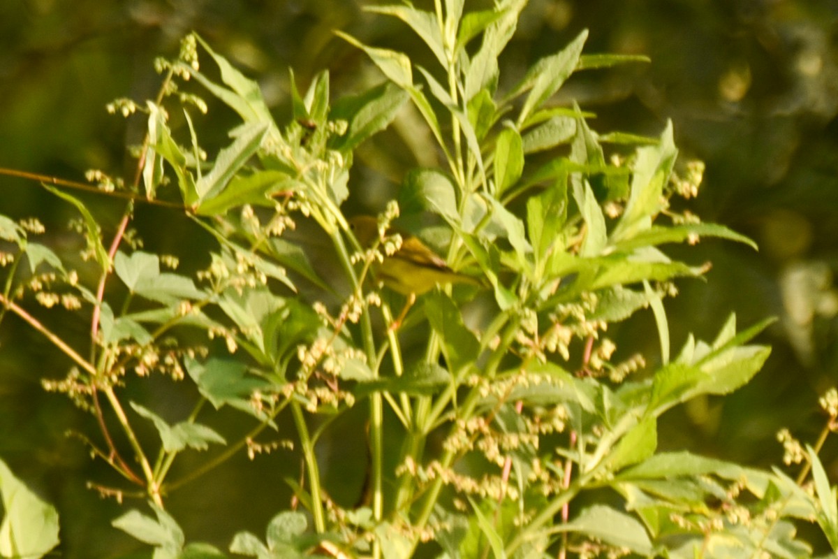 Northern Yellow Warbler - ML640031417