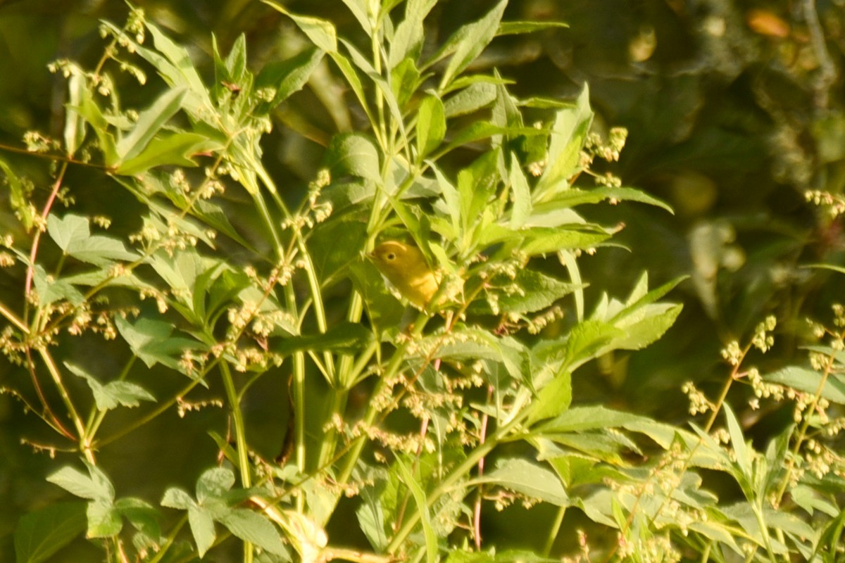 Northern Yellow Warbler - ML640031418