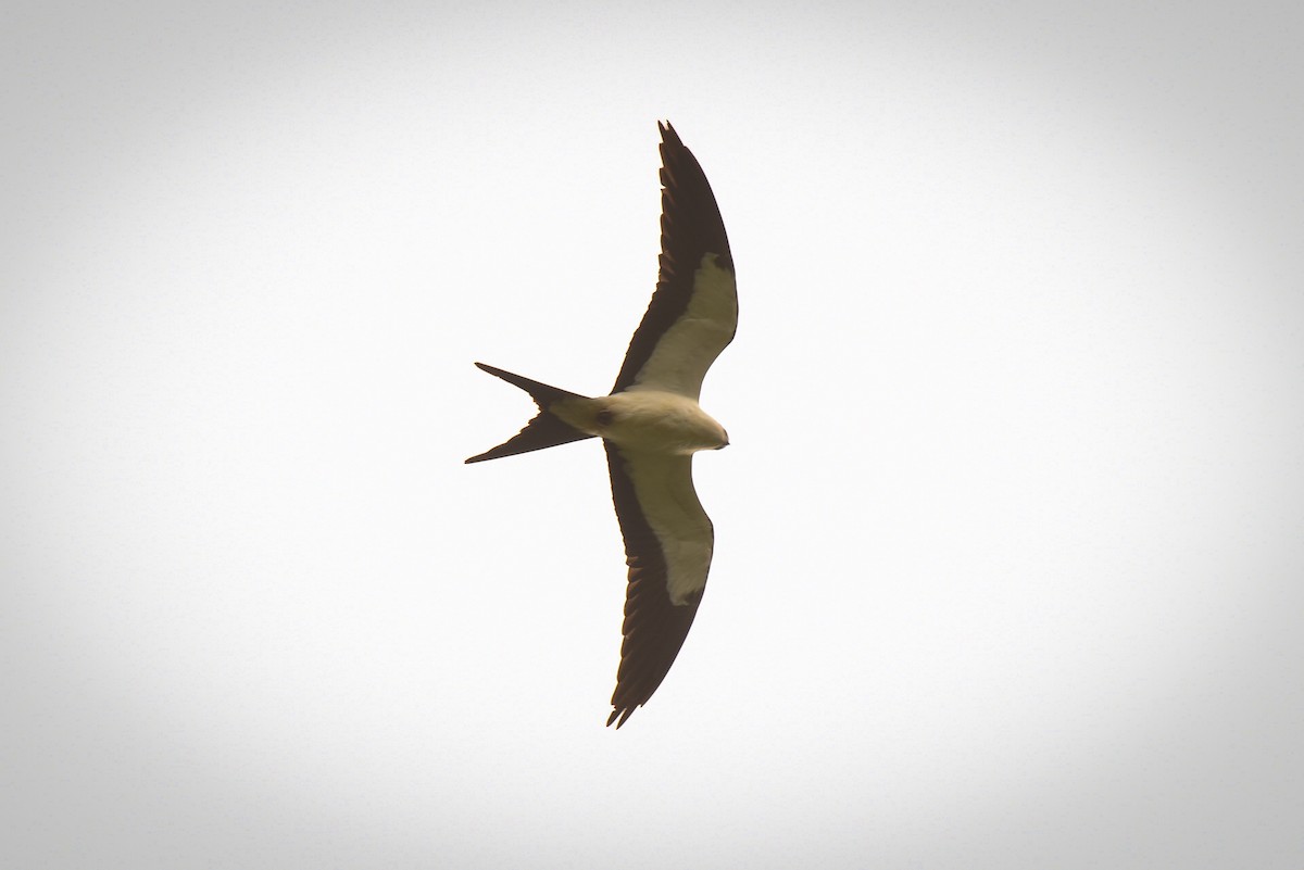 Swallow-tailed Kite - ML640031430