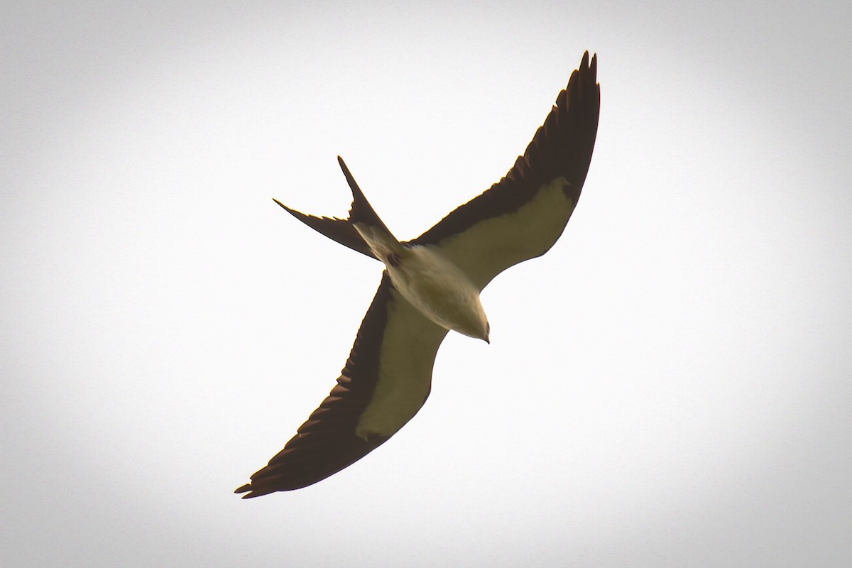 Swallow-tailed Kite - ML640031431