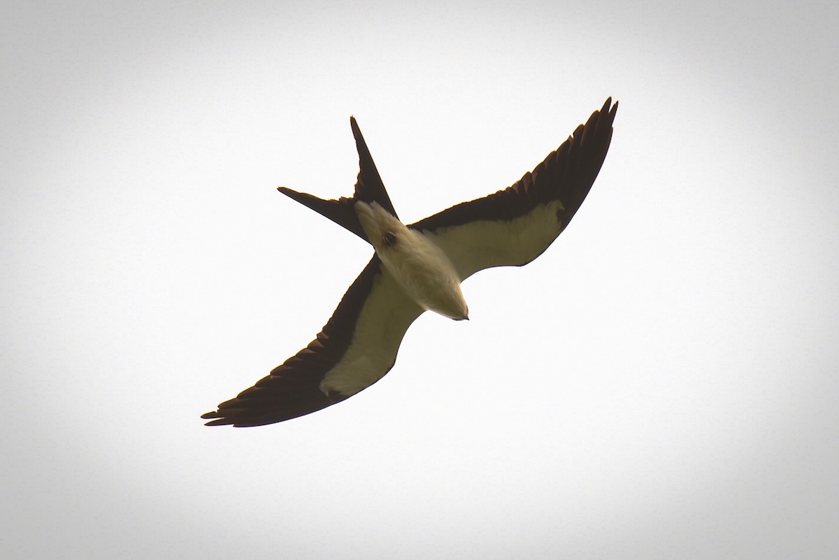 Swallow-tailed Kite - ML640031432