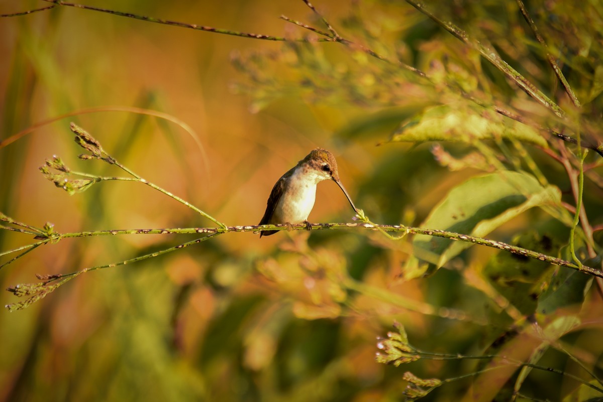 Ruby-throated Hummingbird - ML640031436