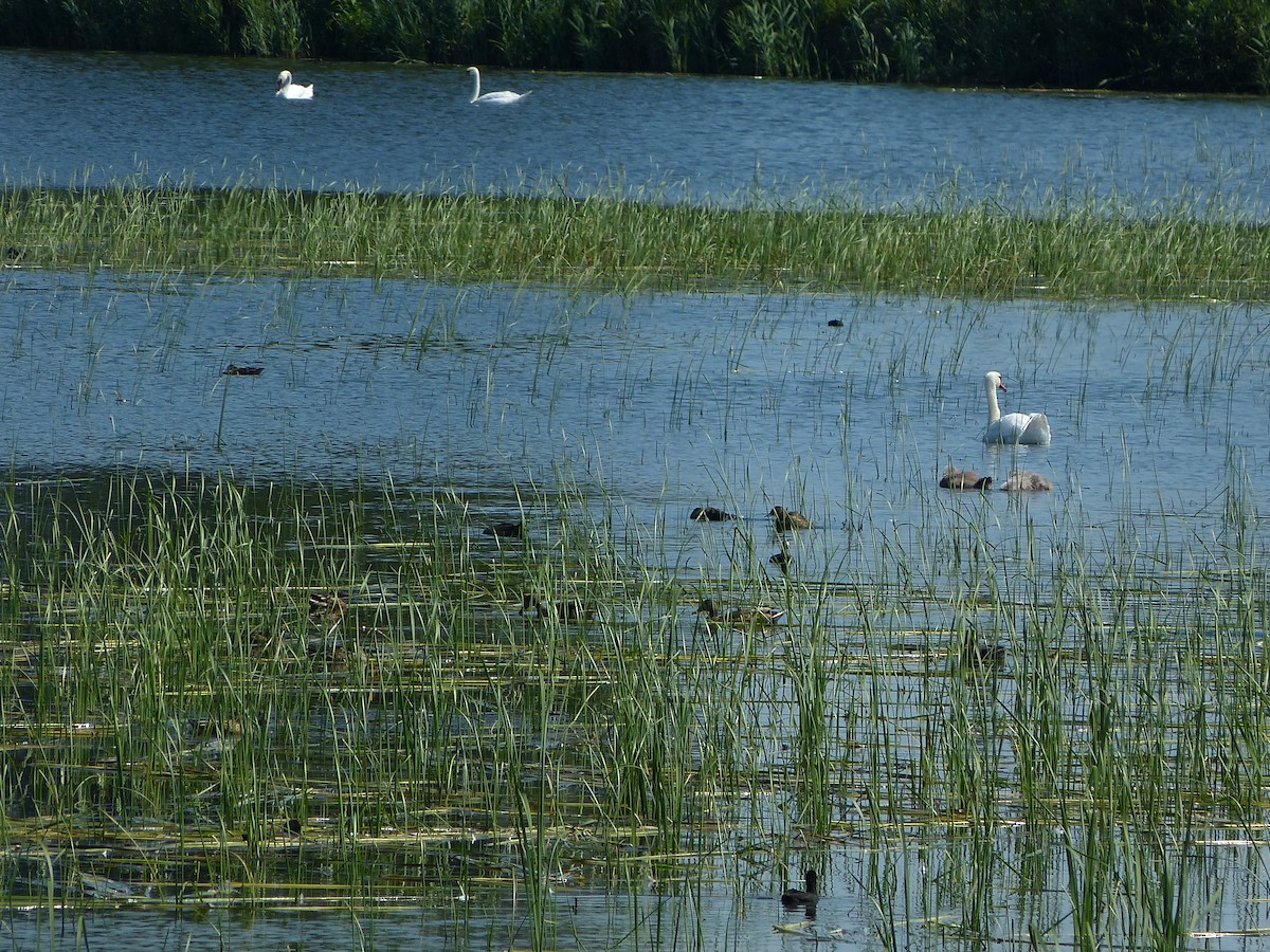 Höckerschwan - ML640031475