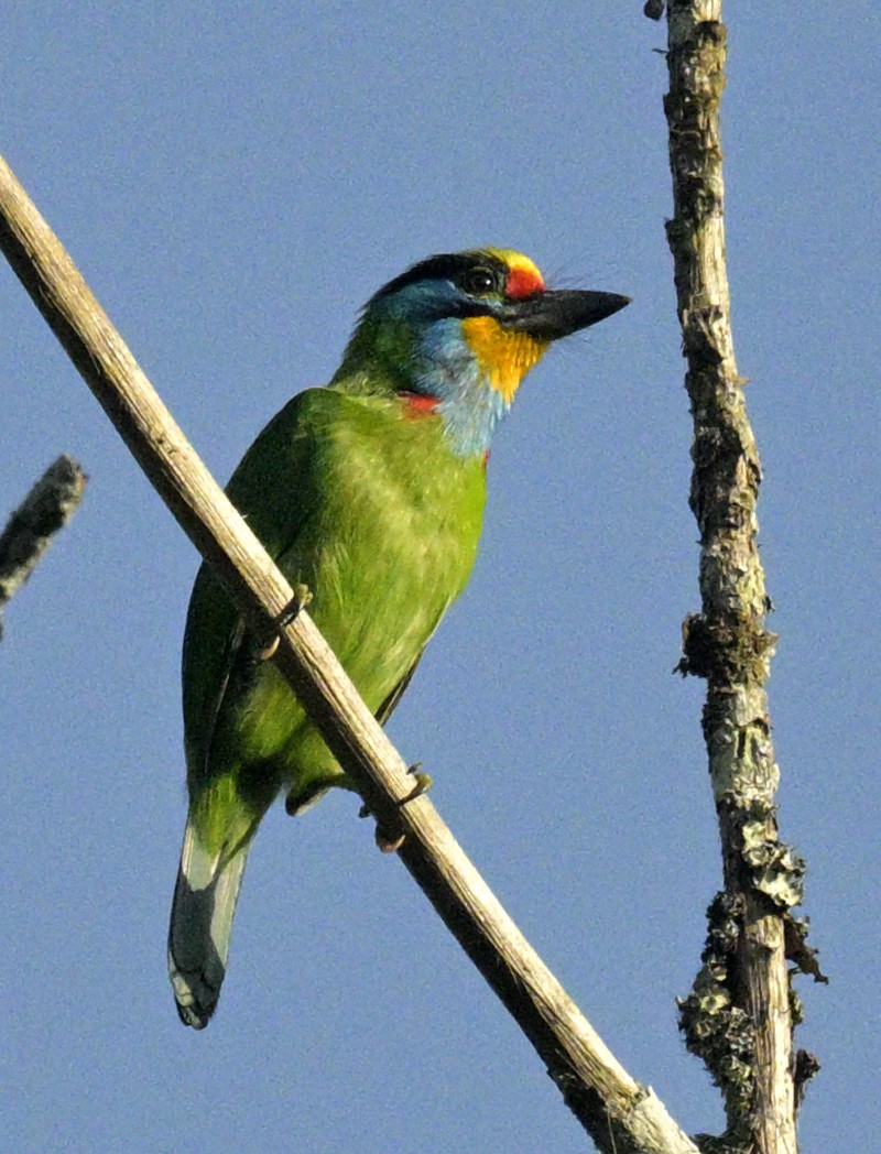 Black-browed Barbet - ML640031546