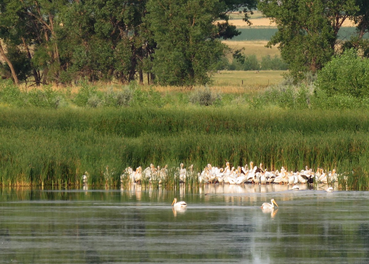 American White Pelican - ML64003161