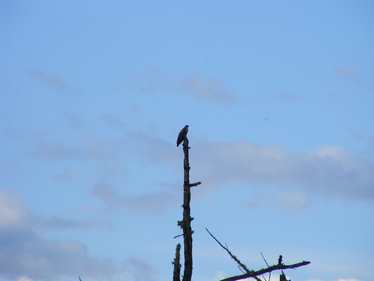 Common Cuckoo - ML640031627