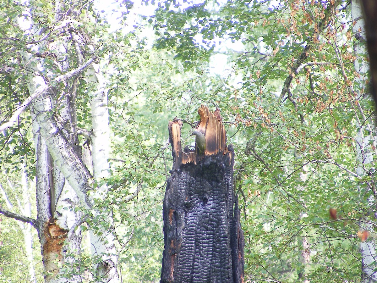 Gray-headed Woodpecker - ML640031722