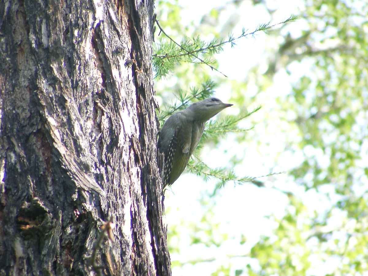 Gray-headed Woodpecker - ML640031743