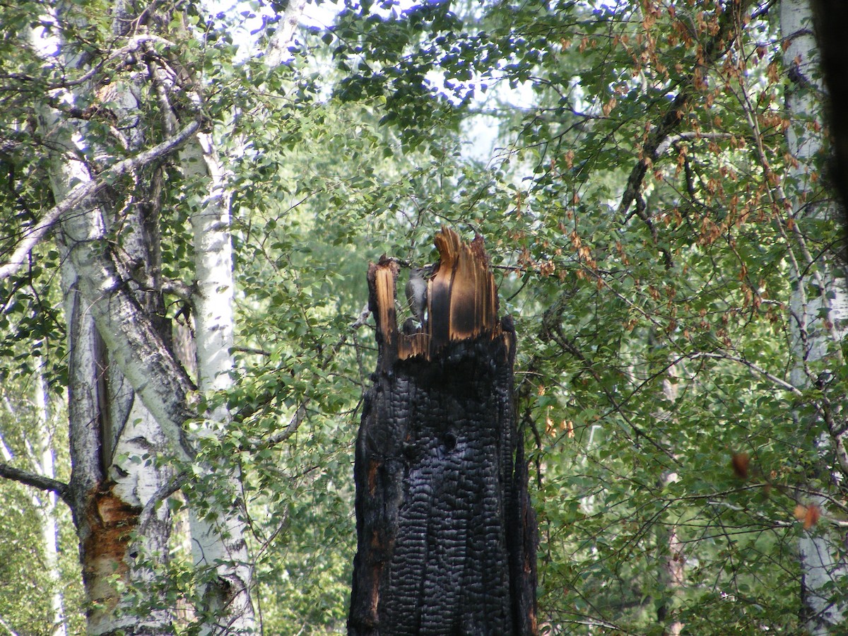 Gray-headed Woodpecker - ML640031756