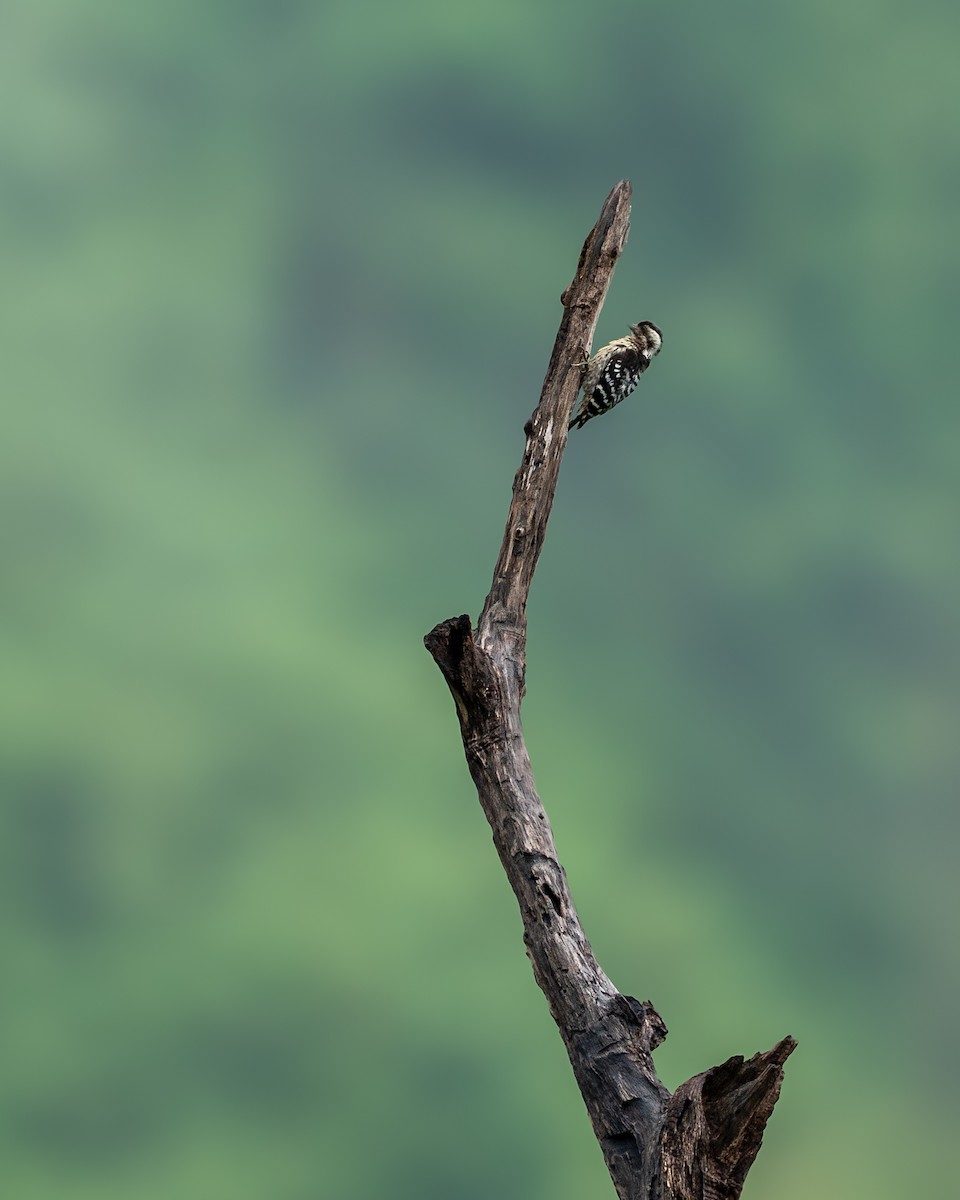 Gray-capped Pygmy Woodpecker - ML640031820