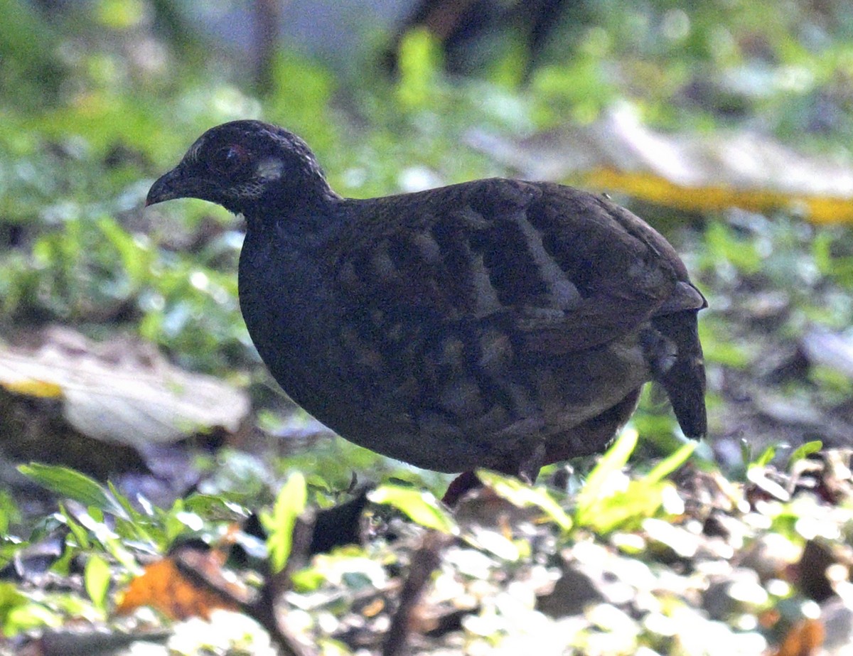 Malayan Partridge - ML640031897