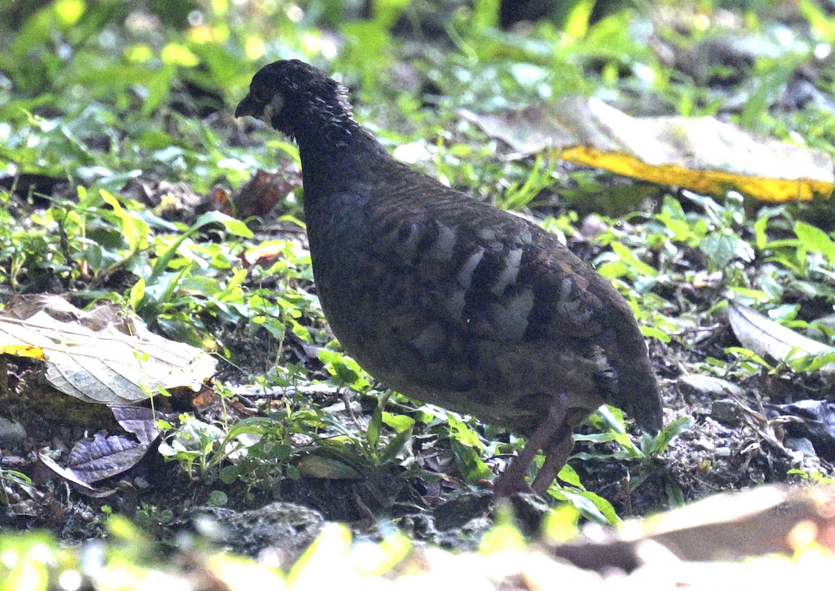 Malayan Partridge - ML640031898
