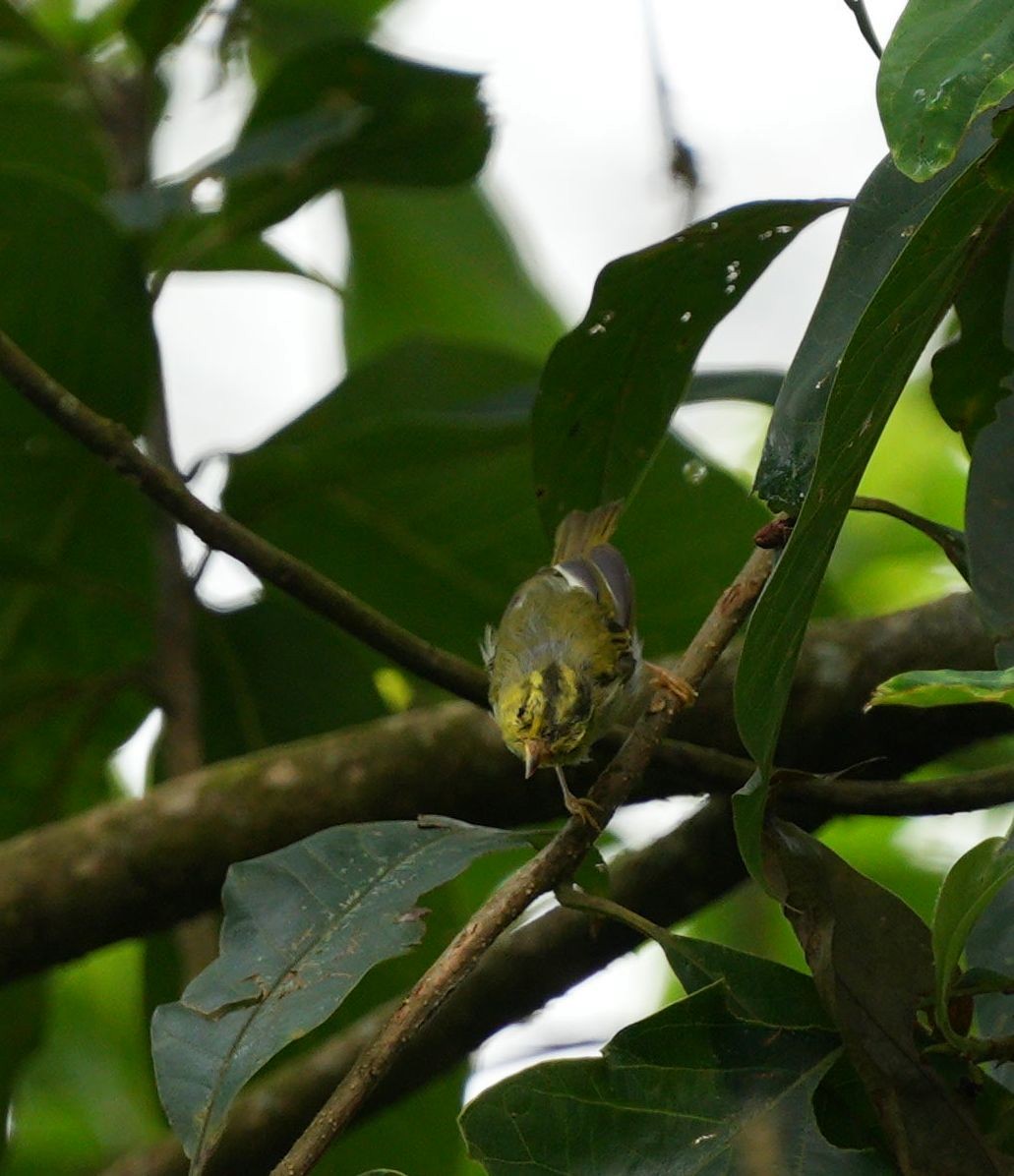 Yellow-vented Warbler - ML640031936