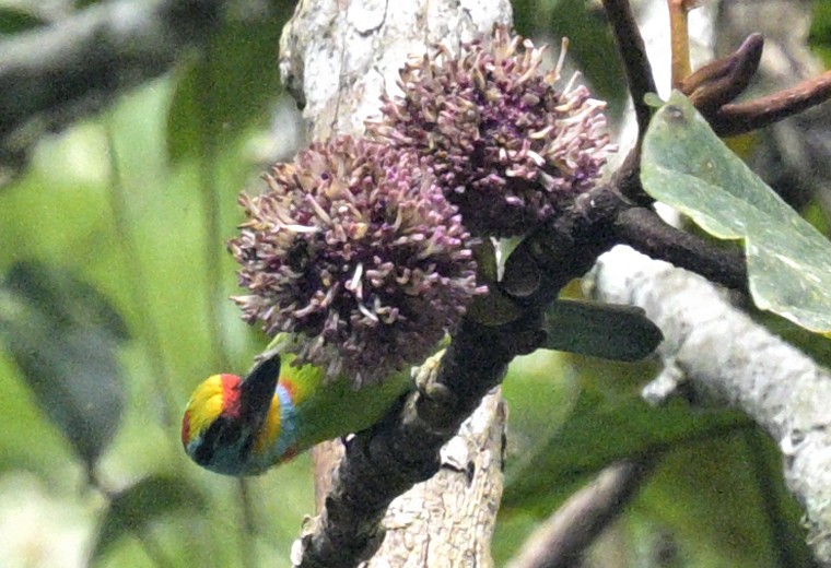 Black-browed Barbet - ML640031966