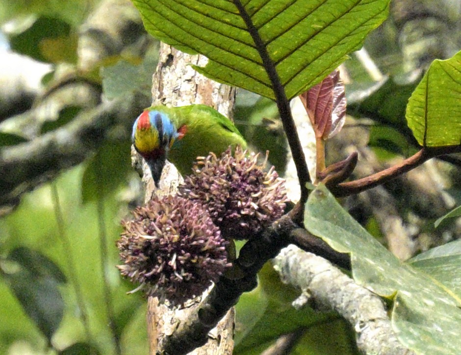Black-browed Barbet - ML640031967