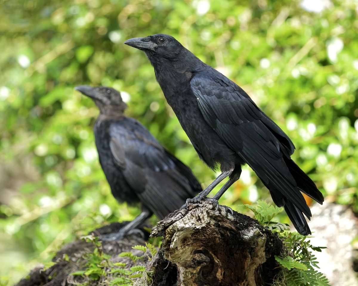 American Crow - ML640032038