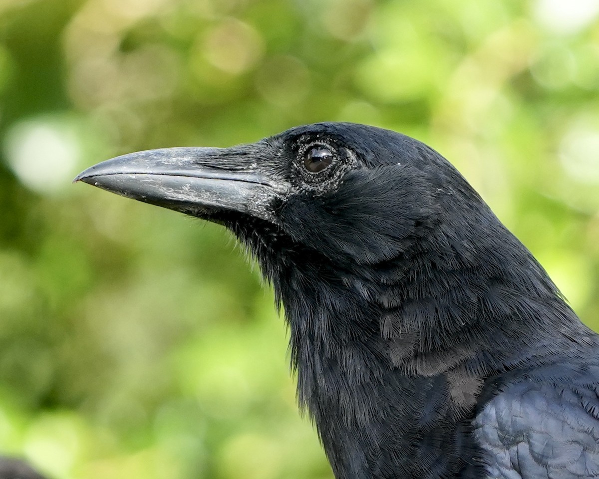 American Crow - ML640032044