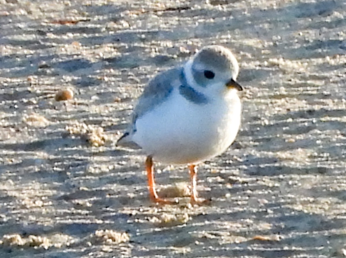 Piping Plover - ML640032085