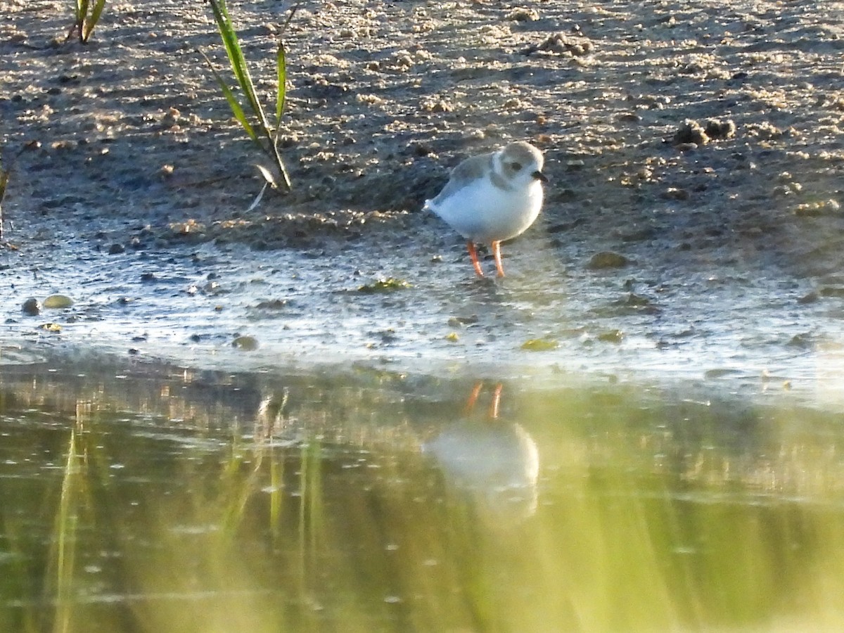 Piping Plover - ML640032086