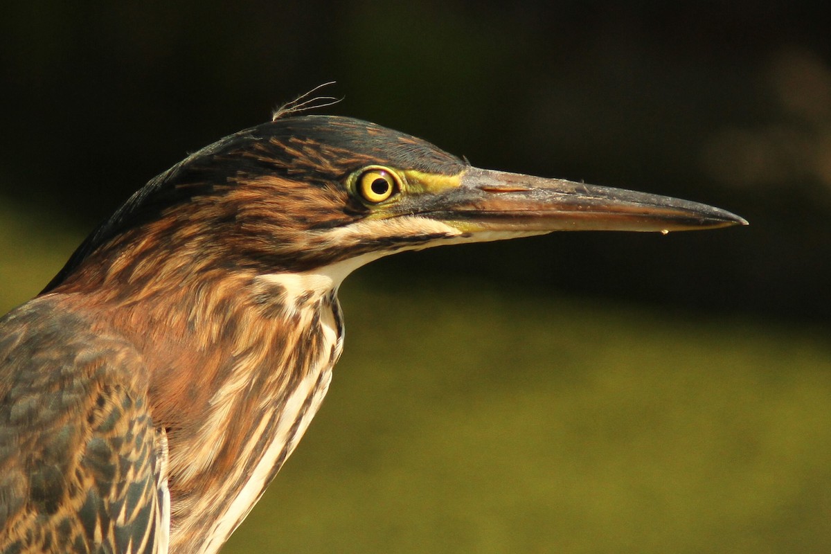 Green Heron - ML640032087