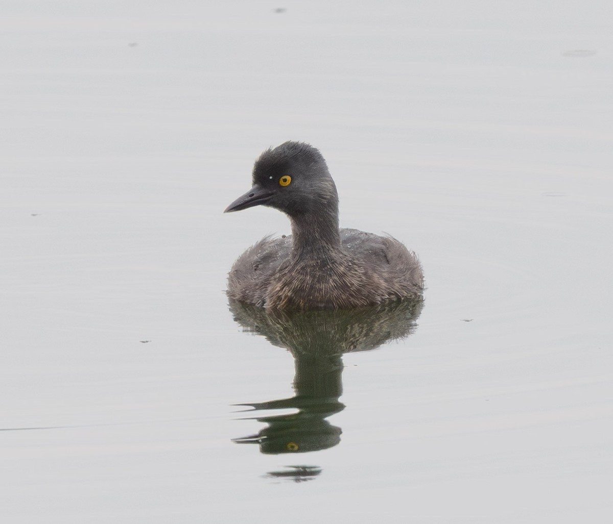 Least Grebe - ML640032094