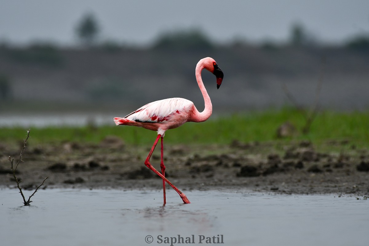 Lesser Flamingo - ML640032095