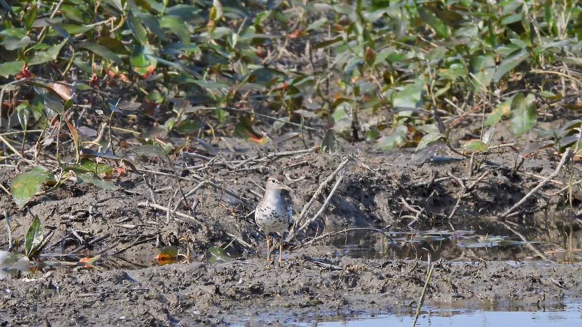 Spotted Sandpiper - ML640032100