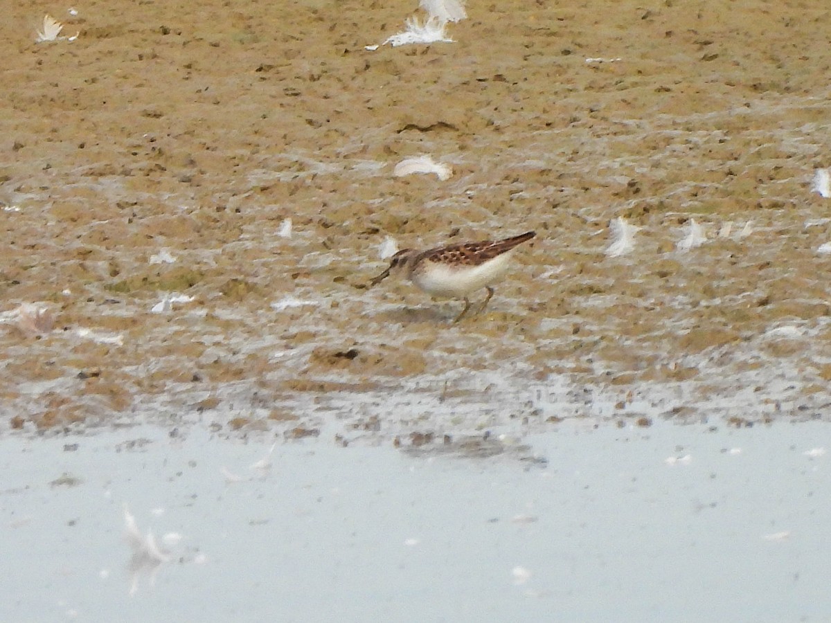 Least Sandpiper - ML640032104