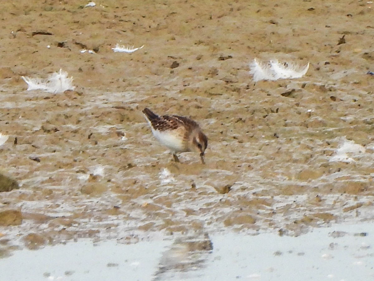 Least Sandpiper - ML640032107