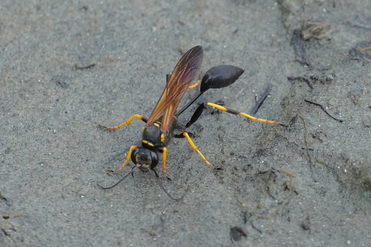 Insects - ML640032112