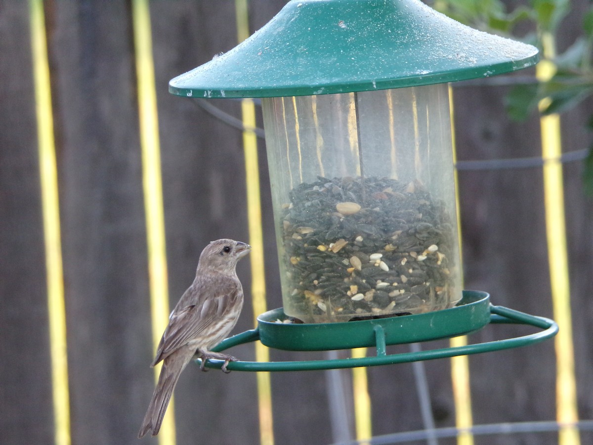 House Finch - ML640032113