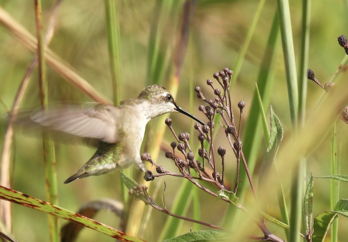 Ruby-throated Hummingbird - ML640032114