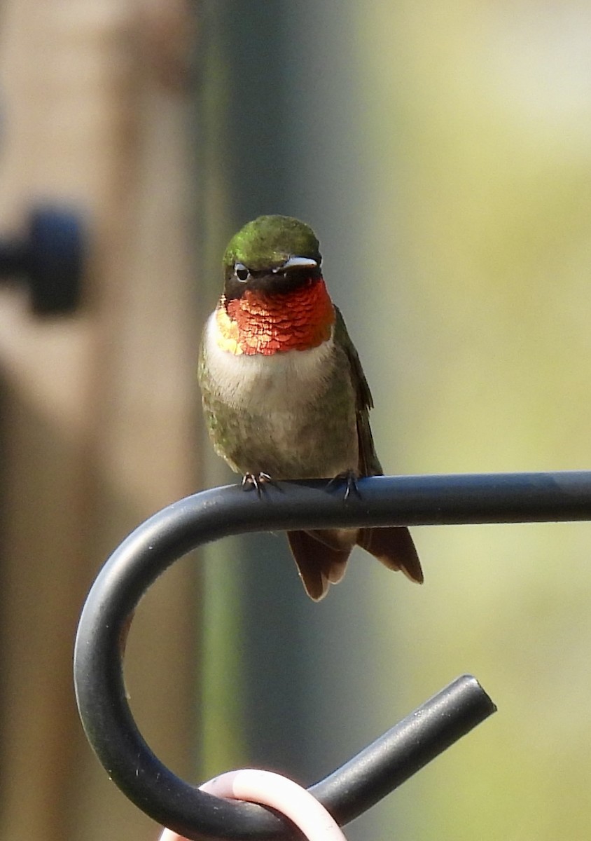 Ruby-throated Hummingbird - ML640032115