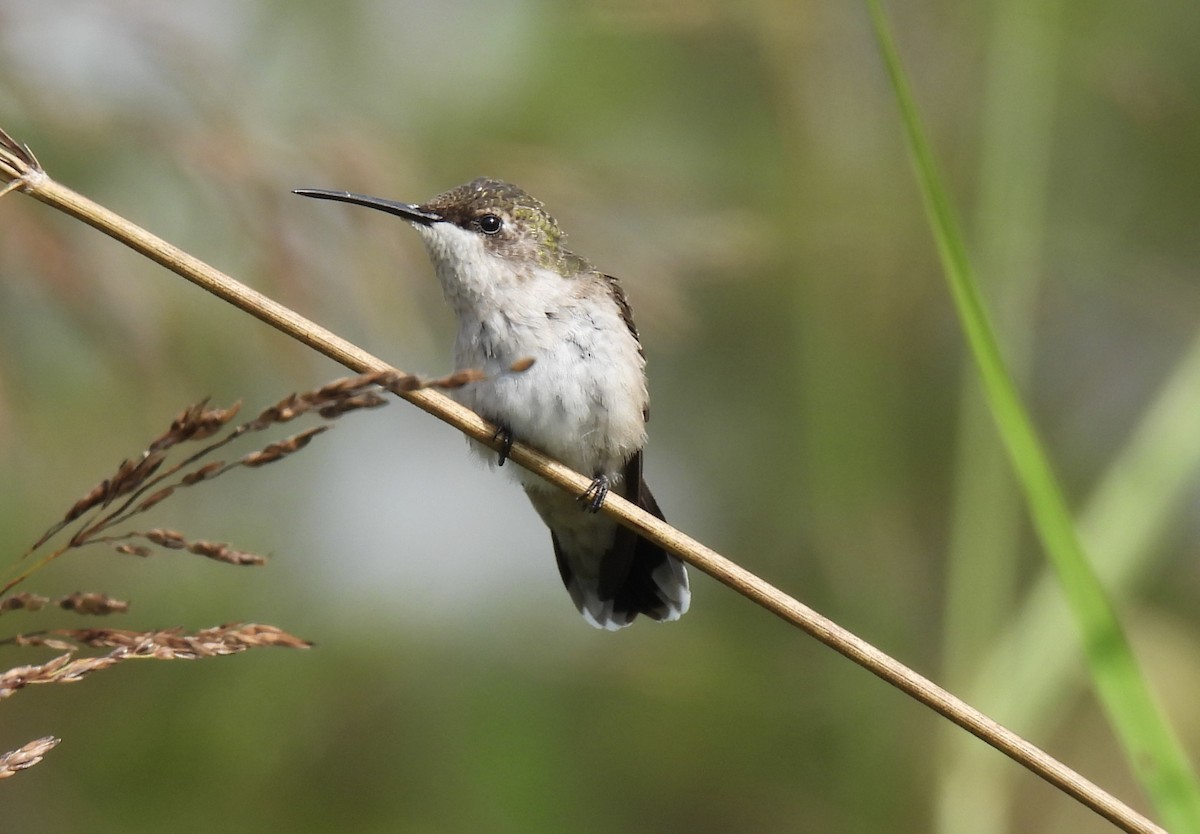 Ruby-throated Hummingbird - ML640032116
