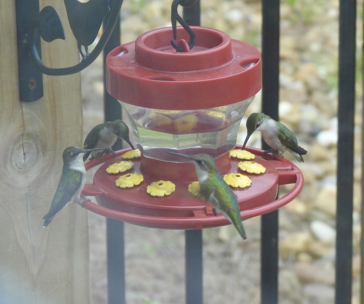 Ruby-throated Hummingbird - ML640032118