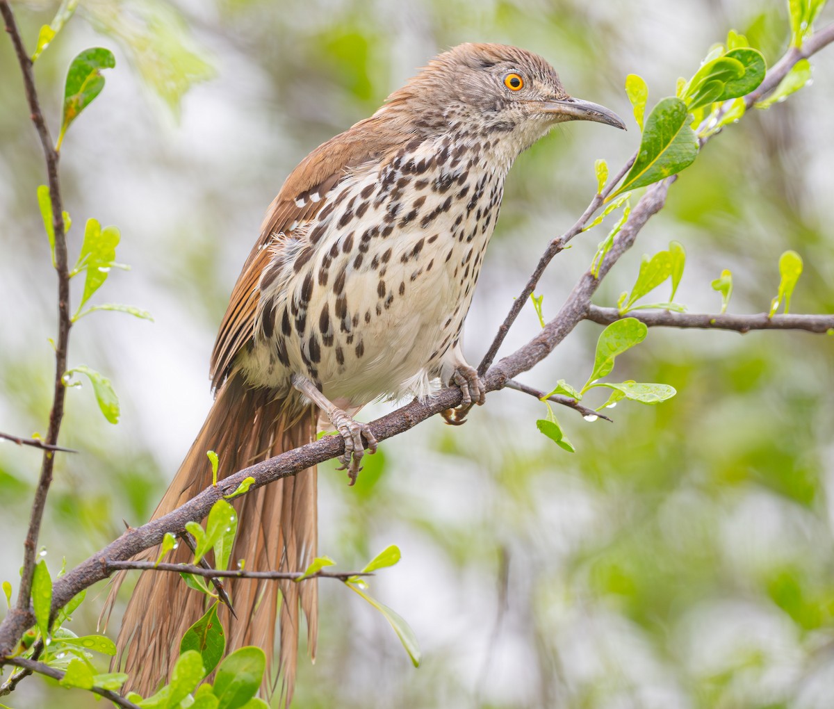 Long-billed Thrasher - ML640032119