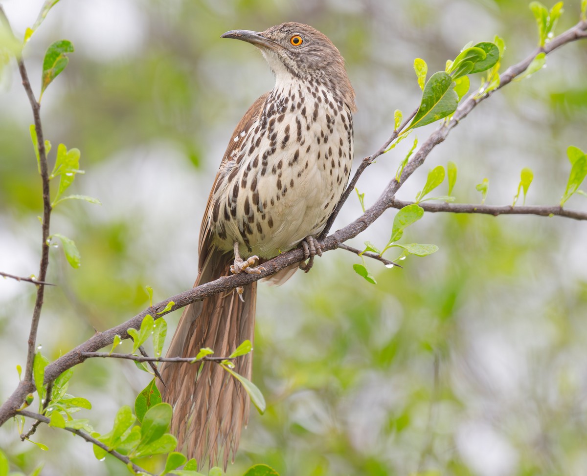 Long-billed Thrasher - ML640032120