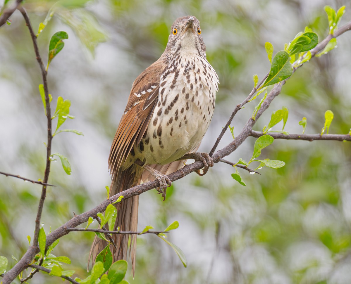 Long-billed Thrasher - ML640032121