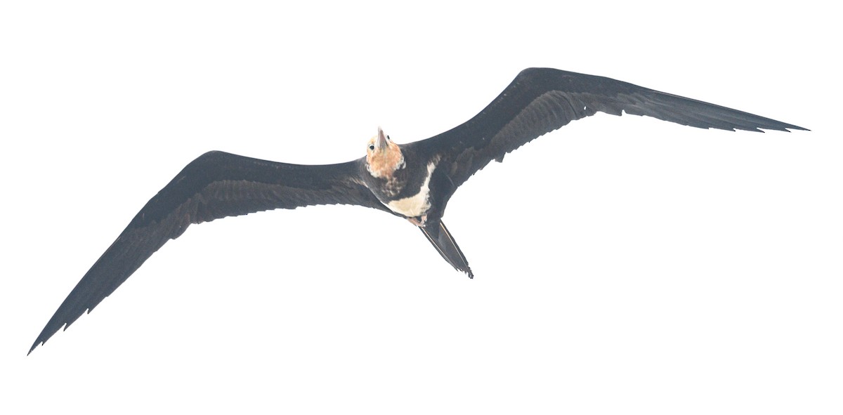 Lesser Frigatebird - ML640032193