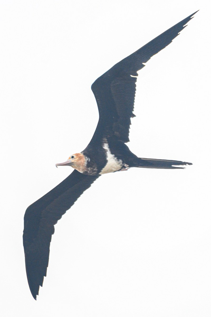 Lesser Frigatebird - ML640032194