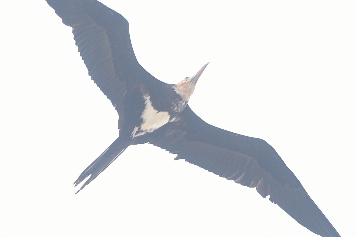 Lesser Frigatebird - ML640032199