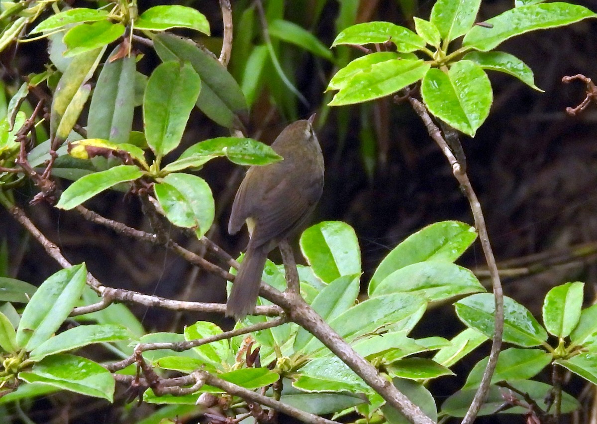 Yellowish-bellied Bush Warbler - ML640032284