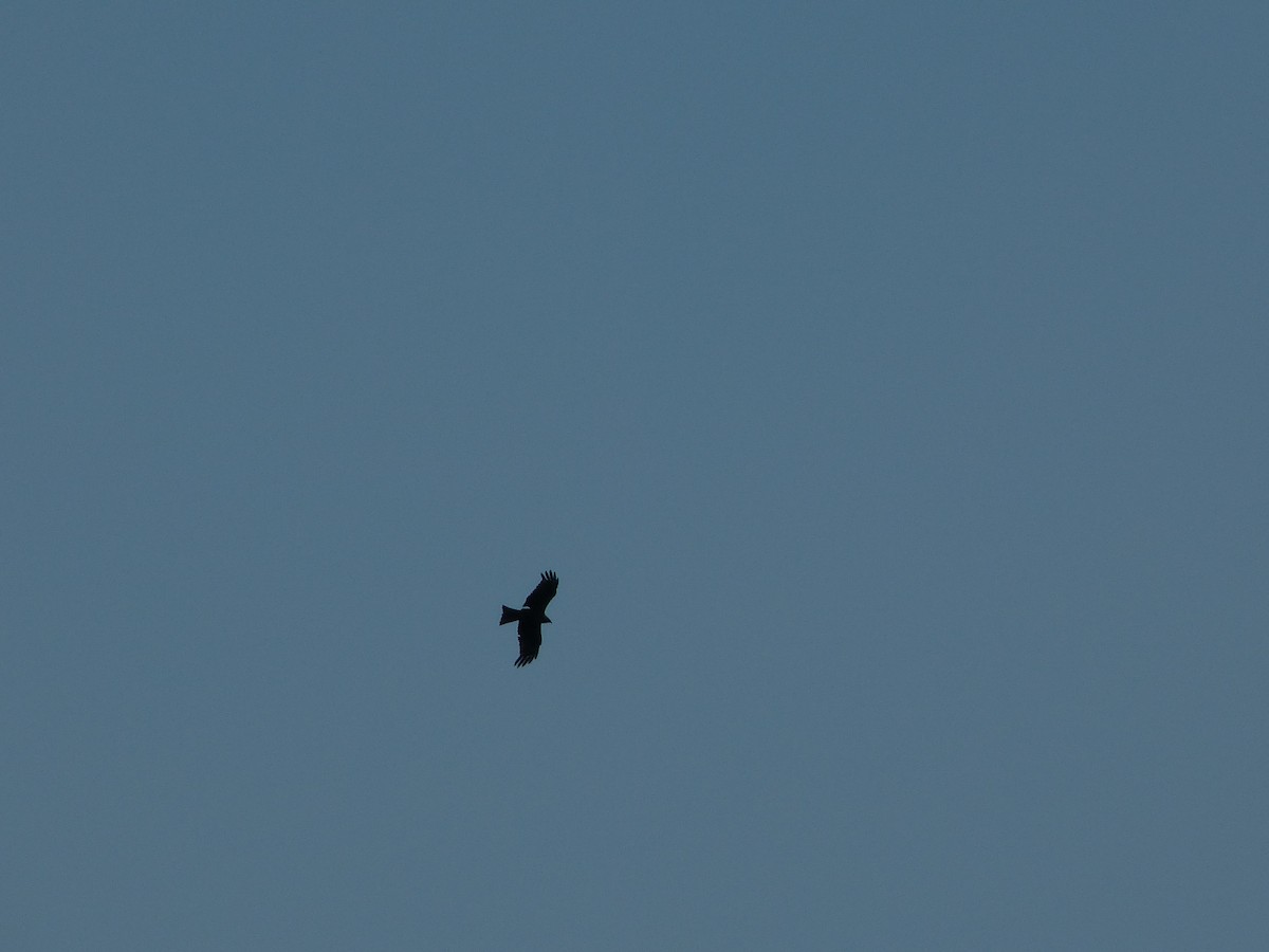 Black Kite - ML640032288