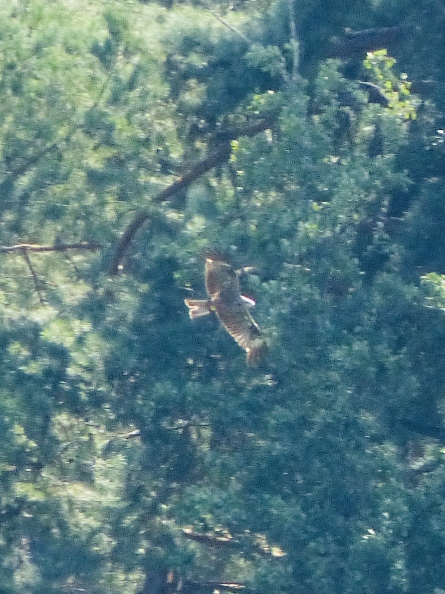 Black Kite - ML640032325