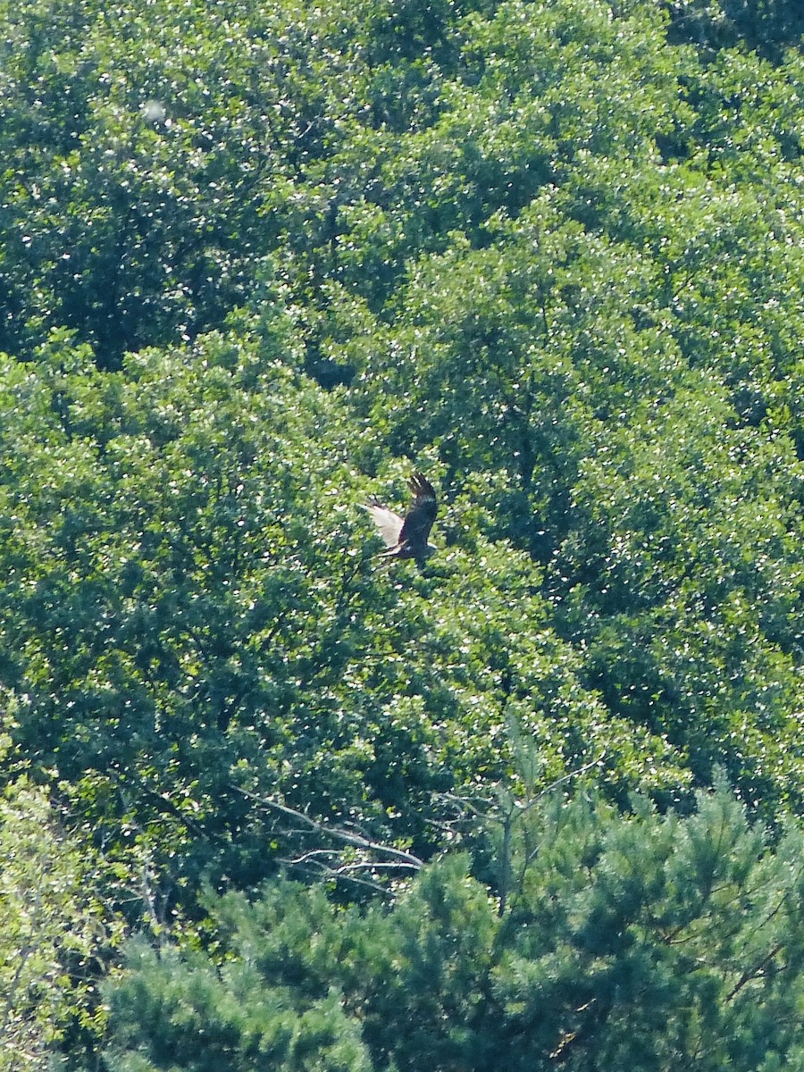 Black Kite - ML640032327