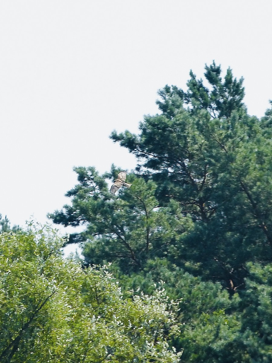 Black Kite - ML640032328